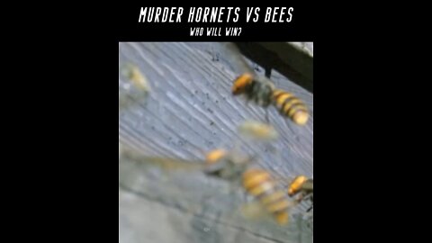 Murder Hornets VS Bees