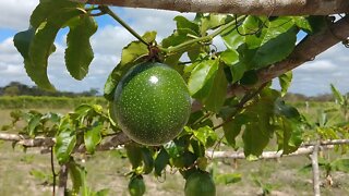 Minhas plantações + hortaliças e frutifras