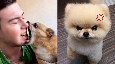 Oh No! These Funny Dogs Get Angry For No Reason 😂| ThePetsTown