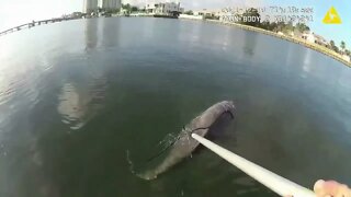 Bodycam Records Officer Saving Young Dolphin Trapped in Fishing Net