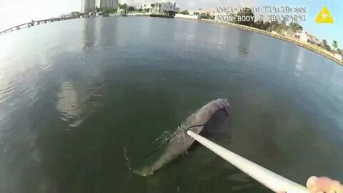 Bodycam Records Officer Saving Young Dolphin Trapped in Fishing Net