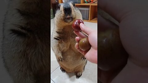 marmota eat apple cute 🤗 #funny #funnyshorts #trynottolaugh #funnyclip #comedy #funnyvideos #marmota