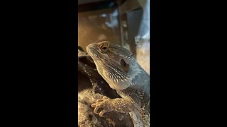 My fourth reptile - Spikenard
