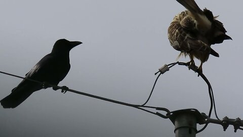 buzzard vs jungle crow