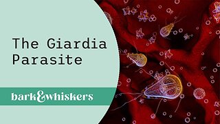 The Giardia Parasite by Dr. Karen Becker