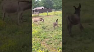 baby donkey having so much fun! #shorts