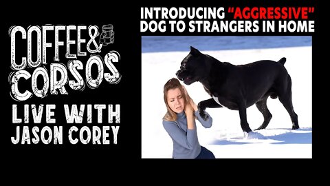 Introducing "Aggressive" Dog To Strangers Coffee & Corsos LIVE With Jason Corey