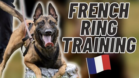 MALINOIS TRAINING FOR FRENCH RING SPORT!