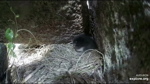 Millie and Willie welcome their new Puffling-Florence. Flo for short. 6-29-22