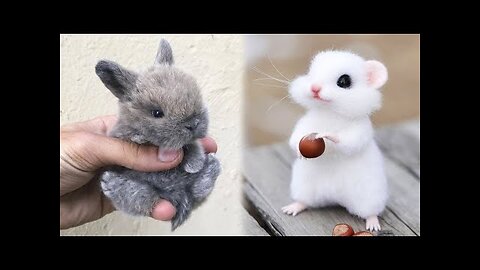 Cute baby animals Videos Compilation cute moment of the animals