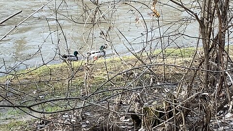 Two drake Mallards just chilling