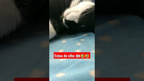 Gato Bartolomeu Tunico dormindo de olho aberto 🤣🤣