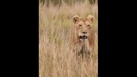 Little Lion Cub Calling His Mother For Help