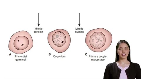 Oogenesis | Embryology | Key points for medical students