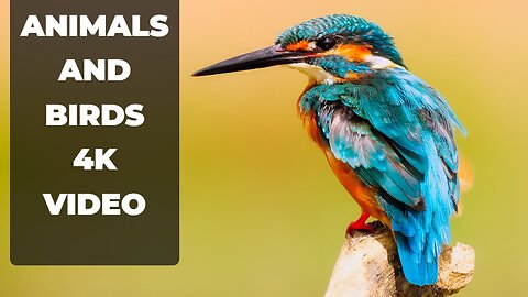 Amazing animal and birds 4k video