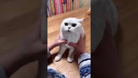 Most Satisfying Funny Cat Video 😂😂😂 #shorts