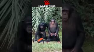 macaco pilotando um drone 😮😮😮