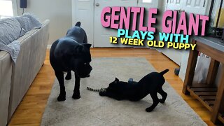 Gentle GIANT Plays With 12 Week Old Puppy - Cane Corso Puppy