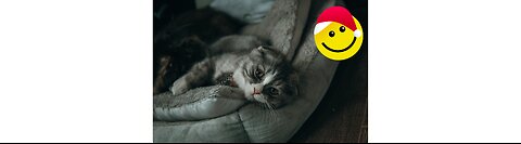 You Laugh You Lose YOU ENJOY 😂 Funniest Cats and Dogs 2023 😻🐶 Part 7