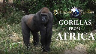 🌍 Gorilas da África | Gorillas from Africa |2021