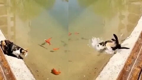 See How this cat catches fish in the river