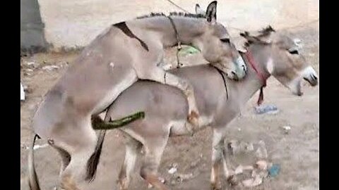 Donkey mating video