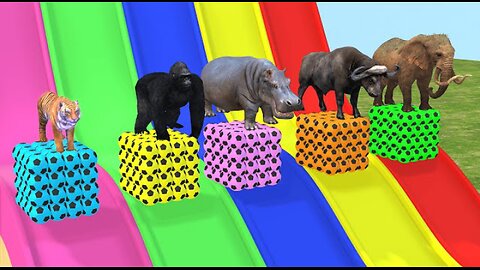 Long Slide Game With Elephant Gorilla Buffalo Hippopotamus Tiger - 3d Animal Game