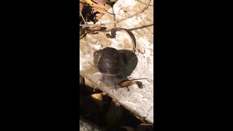 Five Minutes of a Snail Eating Cardboard ￼