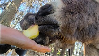 Kayaking to feed donkeys