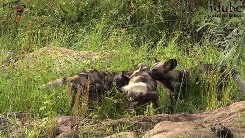 Incredible Sight As African Painted Dogs Catch A Bushbuck!!!