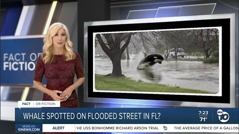 Fact or Fiction: Whale spotted on street flooded by Hurricane Ian