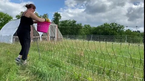 Chicken tractor chores