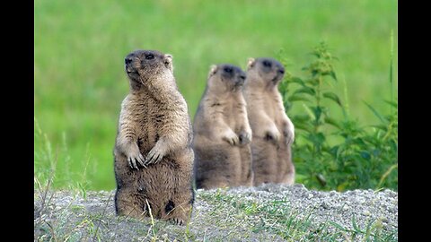 This is the funniest groundhog fight ever!