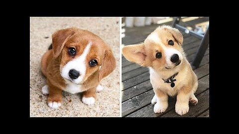 🤣Funny Dog Videos 2021🤣 🐶 It's time to LAUGH with Dog's life| Cute Buddy