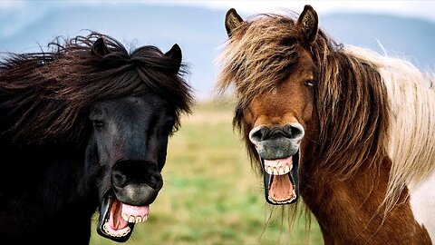 THE FUNNIEST HORSES 😂NO COPYRIGHTS