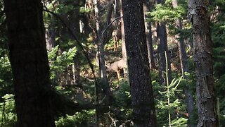 2 nice mule deer bucks