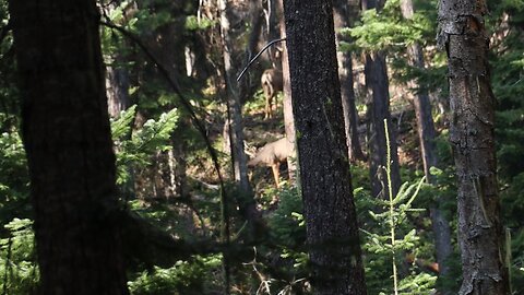 2 nice mule deer bucks