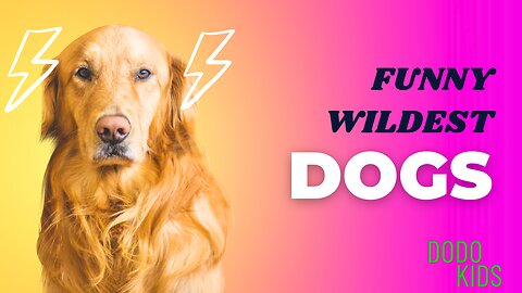 The Funny wildest Dogs |Animal Videos|Dodo kids