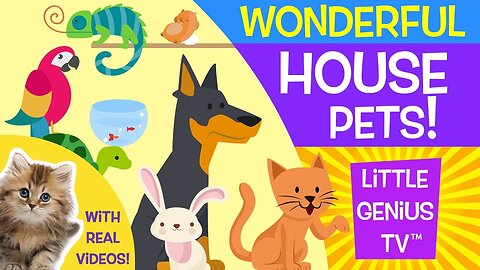 House Pets videos for babies toddlers kids
