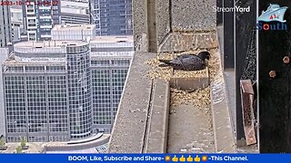 Live Peregrine Falcon Watch. Waiting For The Eggs To Hatch. South Facing. 13/10/2023.