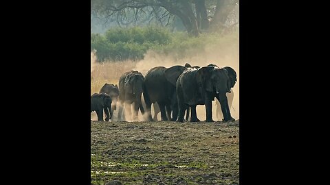 JUMP : Epic Showdown: Lioness vs. Elephant Herd in Namibia