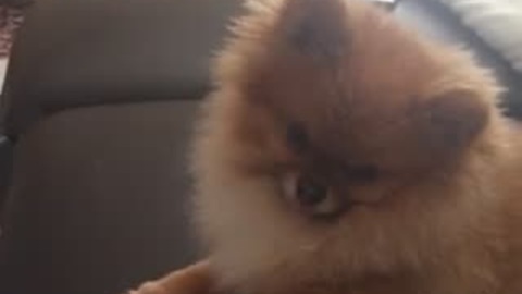 Dog's priceless reaction to 'Hello' by Adele