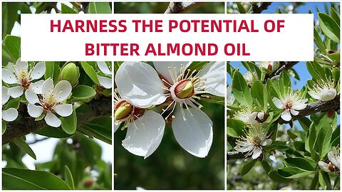 Achieve Healthy, Radiant Hair: Harness the Potential of Bitter Almond Oil