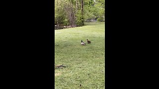 Pair of ducks