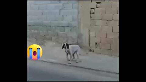 Funny Dog Videos