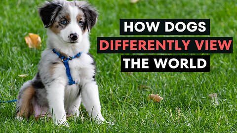 How Dogs Differently View the World