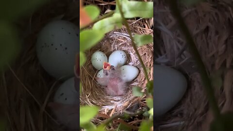 A minutes old, baby bird! A baby purple finch.