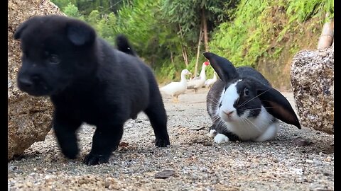 Friendship between Lop Rabbit and Little Black Dog