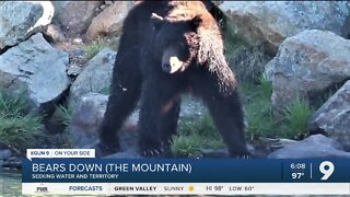 Bears Down the Mountain