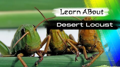 Desert Locust! 🦟 One Of The Most Dangerous Insects In The World